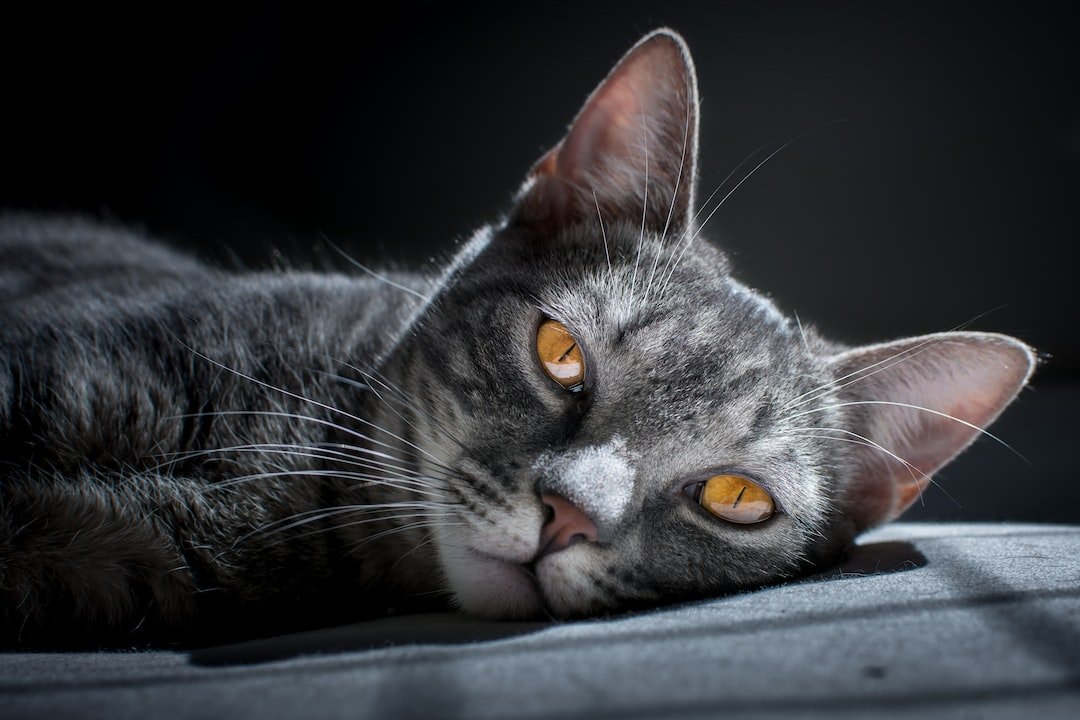 Pawsome Accommodations: Discovering the Best Cat-Friendly Hotels