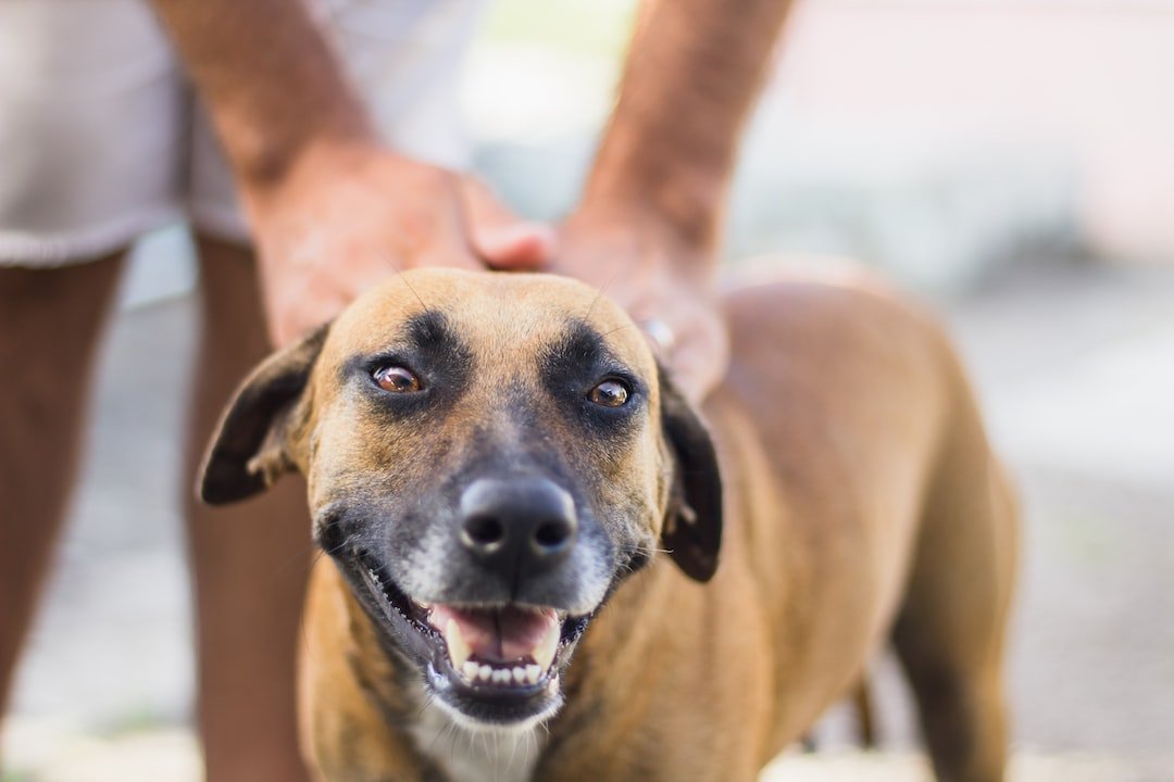 Pampered Paws: Discovering Pet-Friendly Hotels for a Memorable Getaway